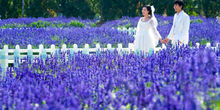 广州婚纱摄影景点攻略：百万葵园